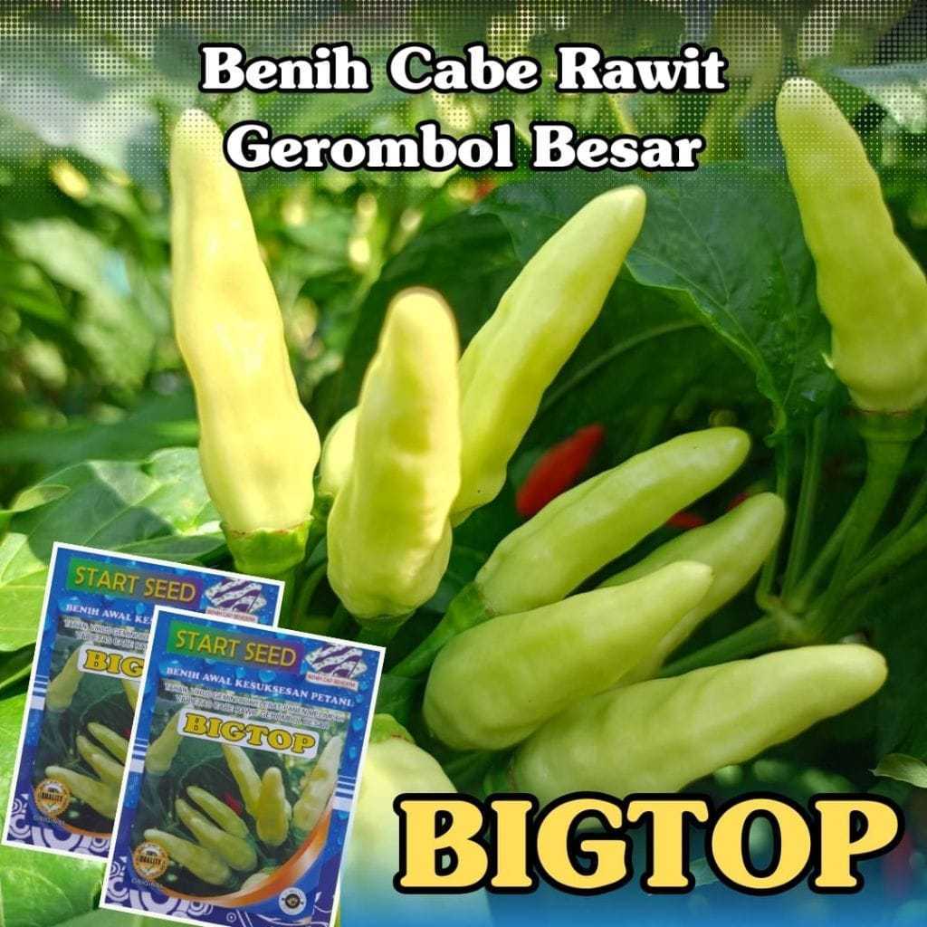benih cabe rawit  unggul bibit cabe rawit unggul 10 grm isi 2000 original