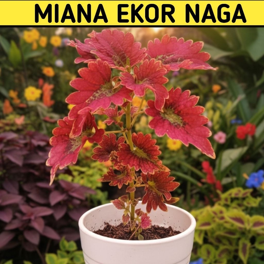 Tanaman Hias Miana Batik Merah Coleus Jawer Kotok