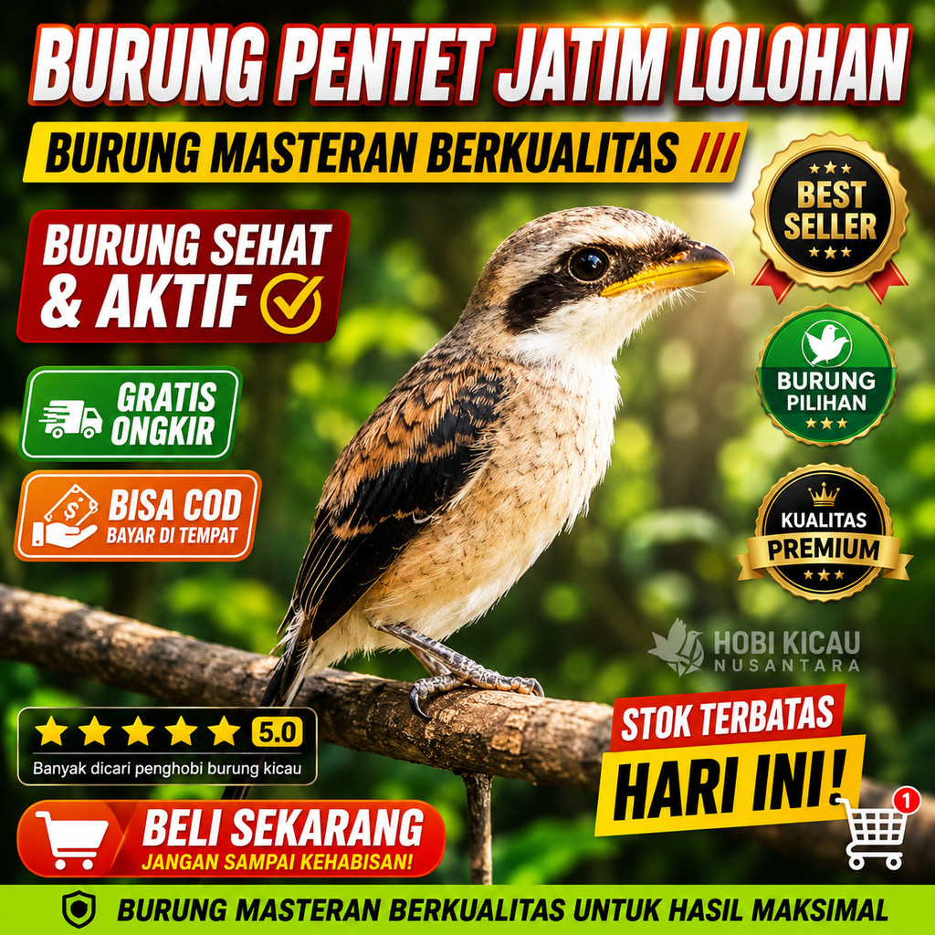 burung pentet jatim lolohan pilihan anak loloh mandiri