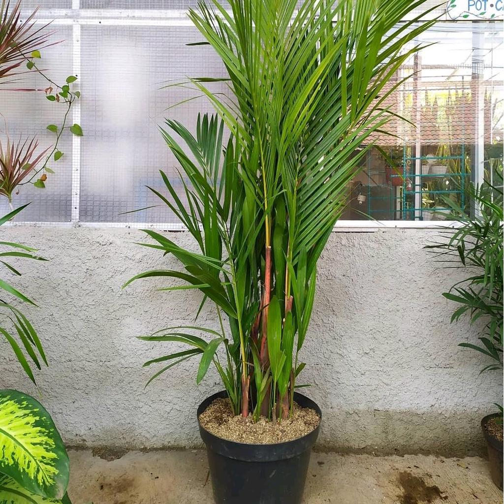 Tanaman Hias Palem Merah Tinggi 1 Meter - Pohon Palem Merah Artificial 1 meter tinggi TANAMAN