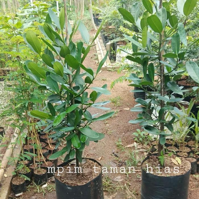 pohon garcenia/nangka taiwan. tinggi 1 meter.