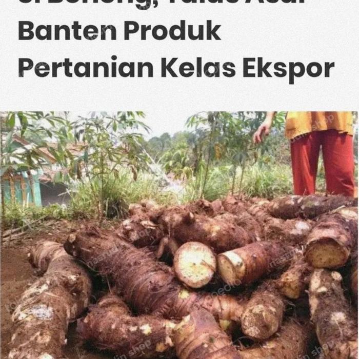 UMBI TALAS BENENG 1KG / TALAS MENTEGA / TALAS KUNING / TALAS BANTEN - 1kg