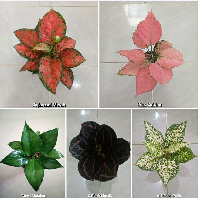 paket 5 Bunga berdaun 5-6-7 lembar - tanaman-kembang aglonema
