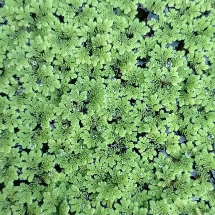 Ready azolla pakan alternatif ikan lele nila gurame paten. 1kg isi 3mika