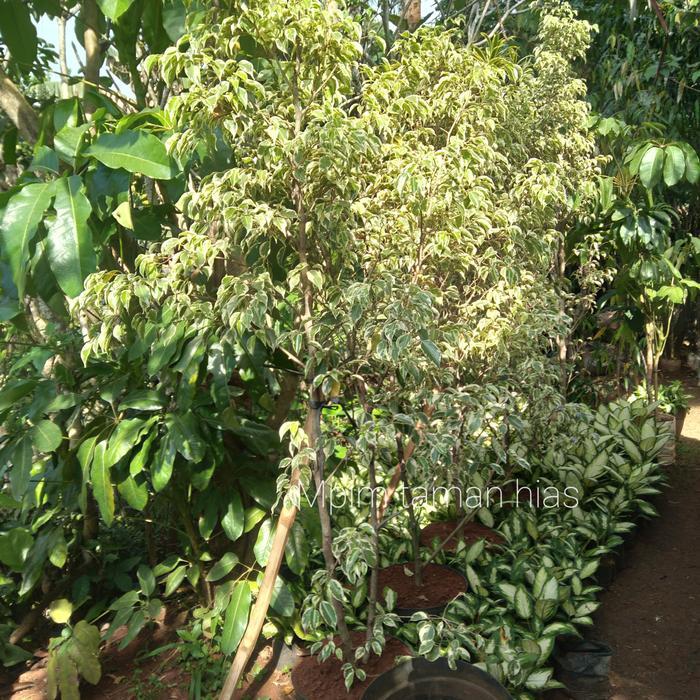 Pohon Beringin putih Varigata, Tinggi 2 Meter.