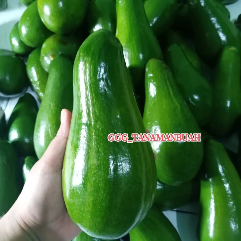 Indukan Alpukat Aligator Jumbo Tabulampot Super Rimbun