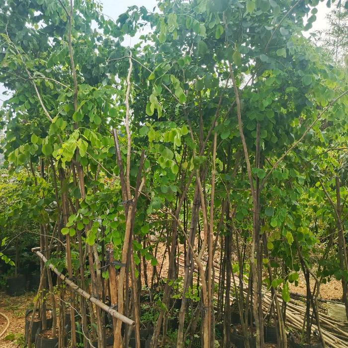 pohon sonokeling tinggi 3 meter