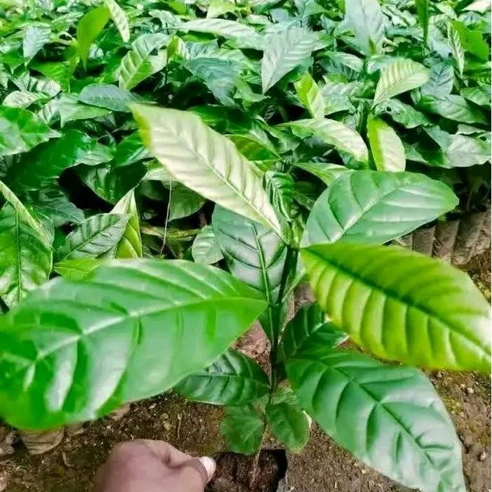bibit kopi robusta klon Bagio Arsyad paket 100 batang - bagio