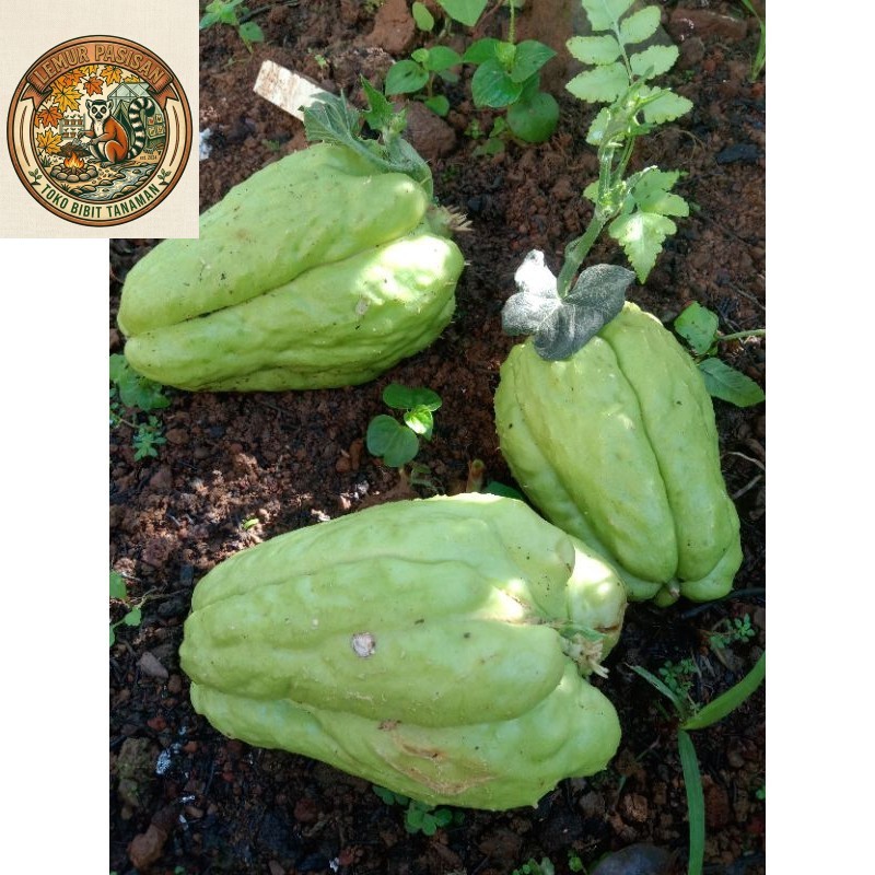 Bibit Labu Siam Per Buah Labu siem