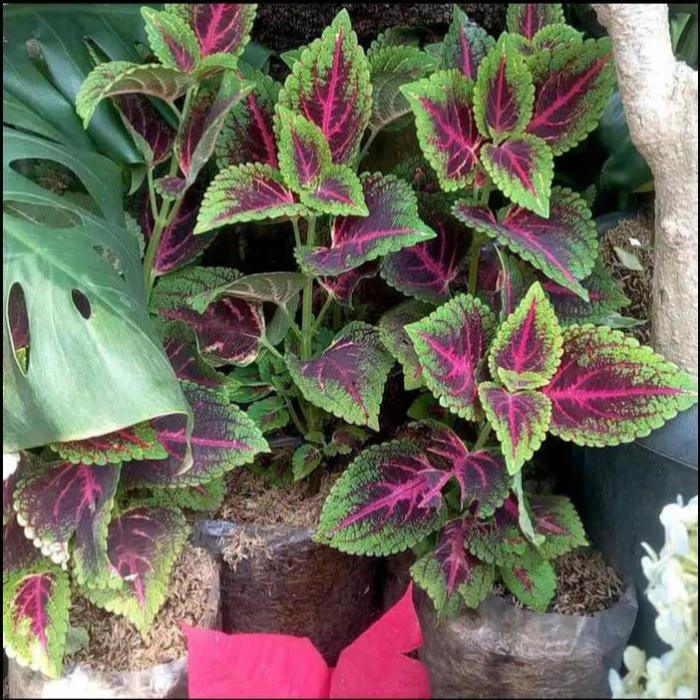 Miyana tanaman hias miyana herbal