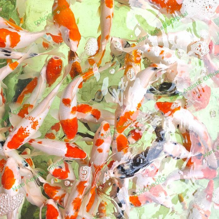 Ready IKAN HIAS IKAN KOI BESAR