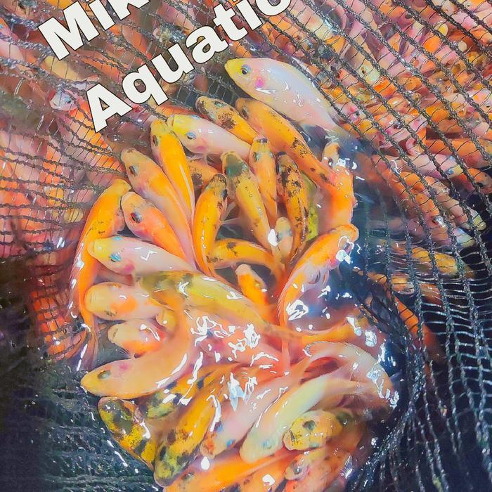 Ready Bibit ikan nila merah Bangkok monosex sesuai ukuran di foto ukuran mix