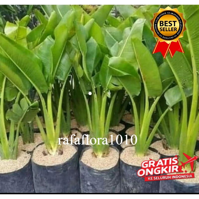 Tanaman Hias Pisang Kipas 1 meter