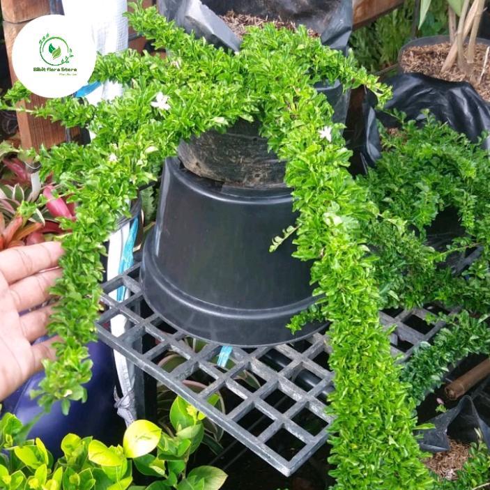 Tanaman hias duranta erecta - pohon bonsai - Duranta - sinyo nakal