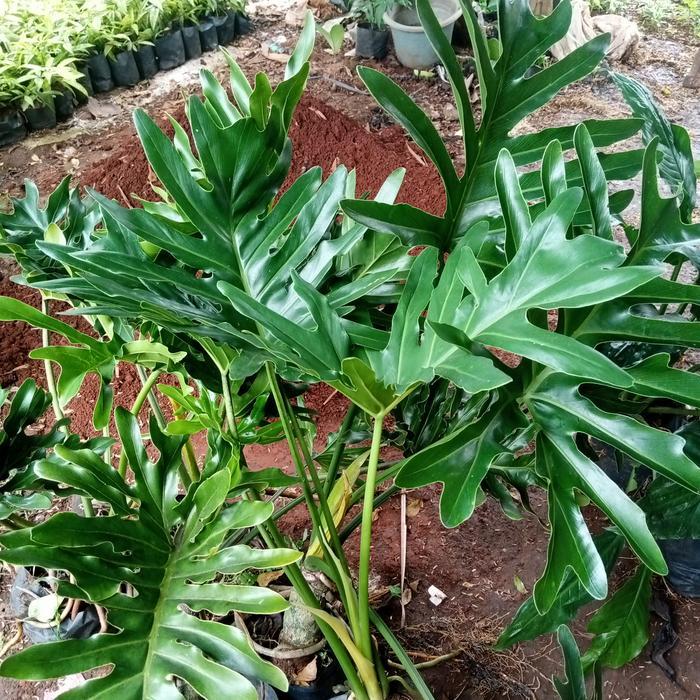 tanaman hias philo dendrum / philo jari ukuran besar