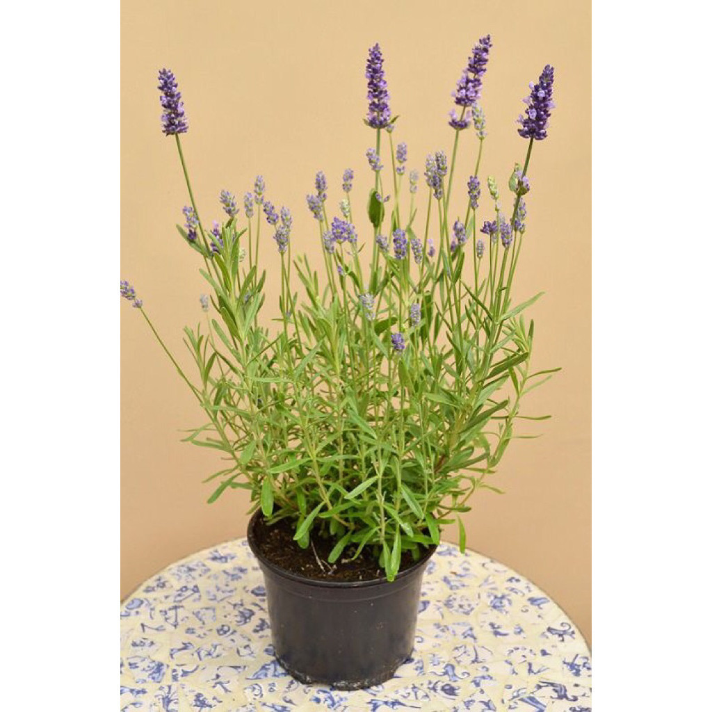 Tanaman Hias Lavender bunga unggu / Tanaman hias Pengusir Nyamuk Lavender