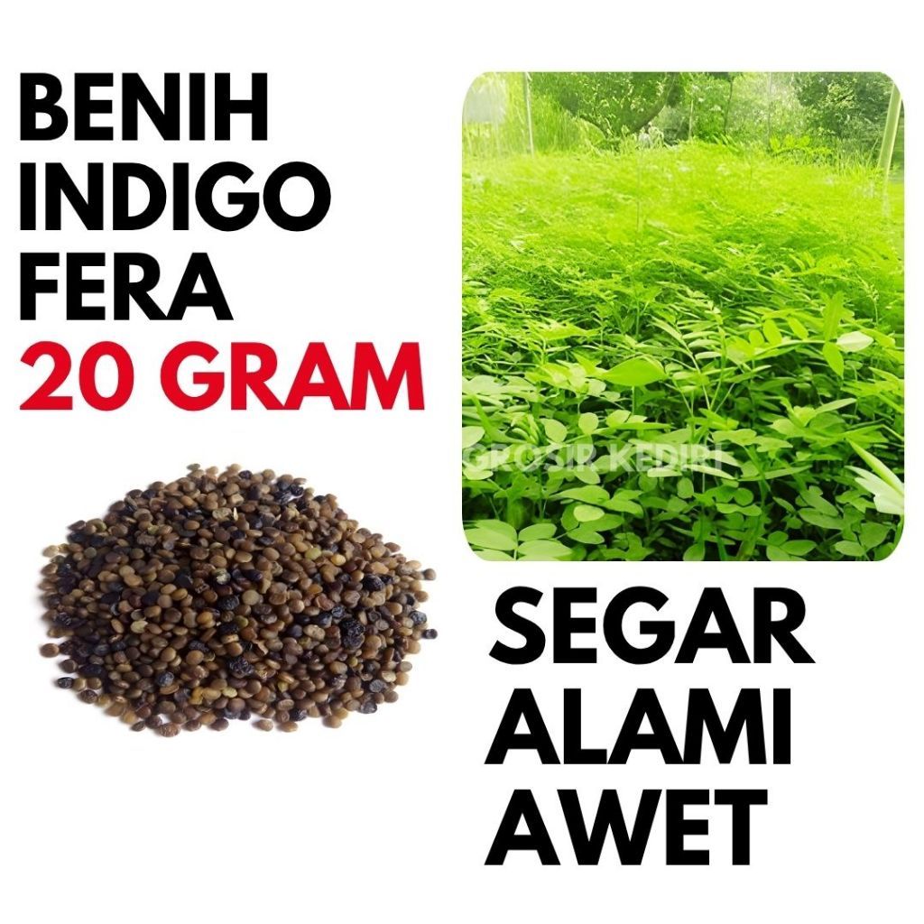 Benih Indigofera Pakan Ternak Biji Indigofera 20gr bibit biji indigofera segar alami