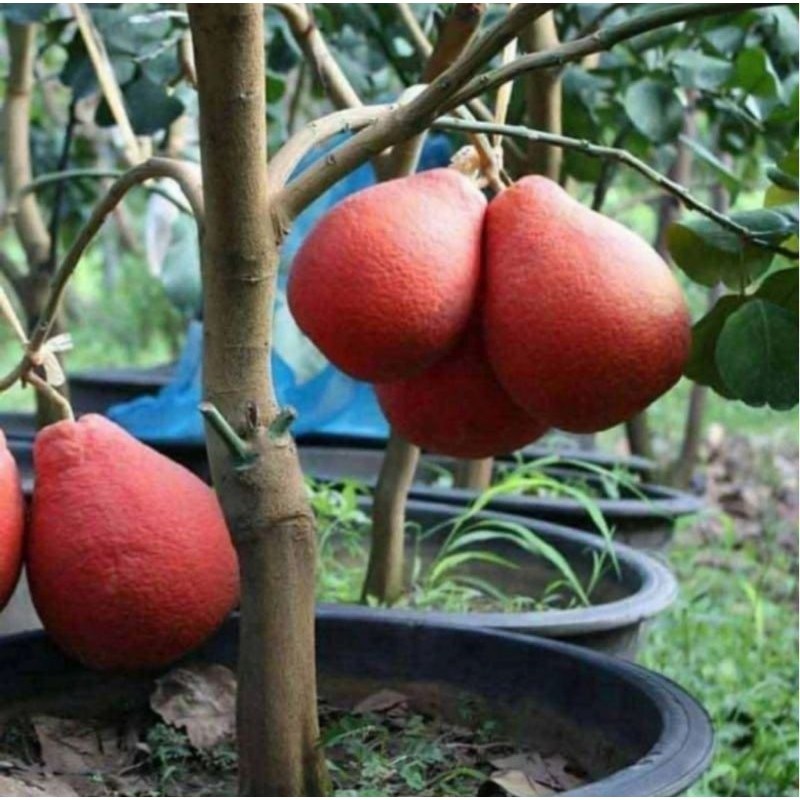 ( BISA COD ) Bibit Jeruk Red Pamelo Madu Hasil OKULASI SIAP BERBUAH