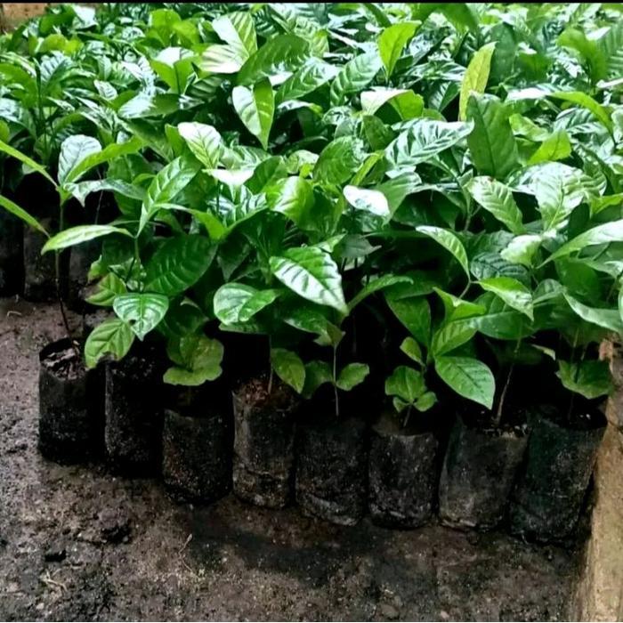bibit kopi robusta klon  bagio arsyad paket 100 batang - klon bagio