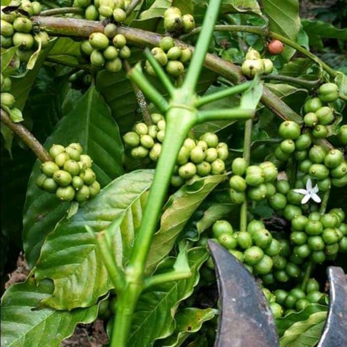 Entries Entres cutting stek Kopi Robusta Lampung