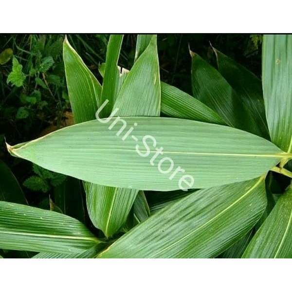 Daun Bambu bacang