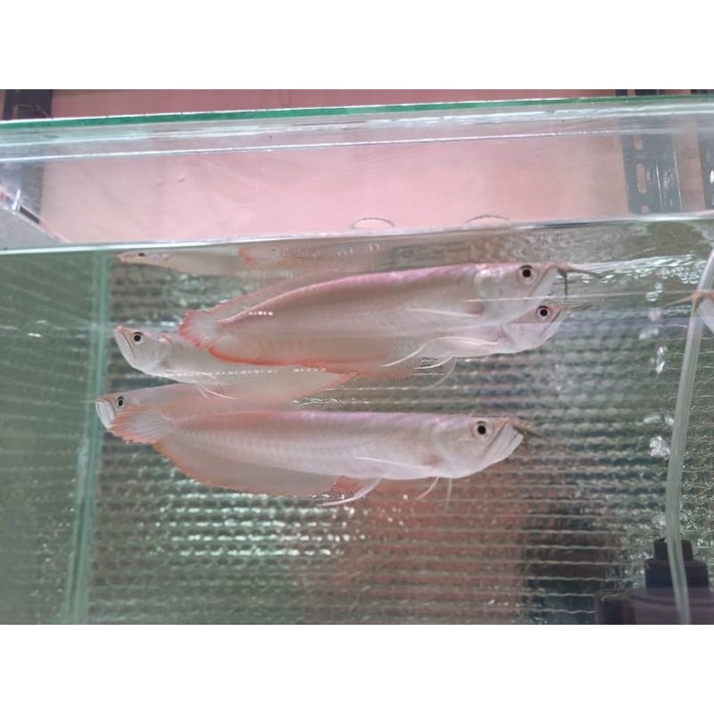 HIASAN AKUARIUM ARWANA SILVER RED -+17CM