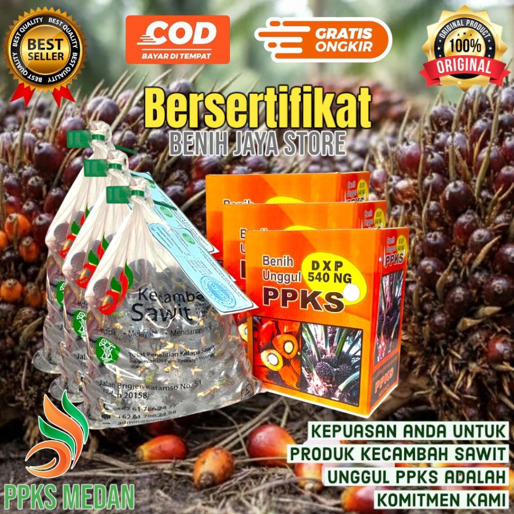 Kecambah sawit bersertifikat resmi ORIGINAL