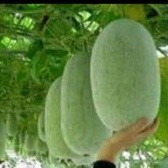 buah kundur buah bligo 1,2-1,5 kg,bligo kundur
