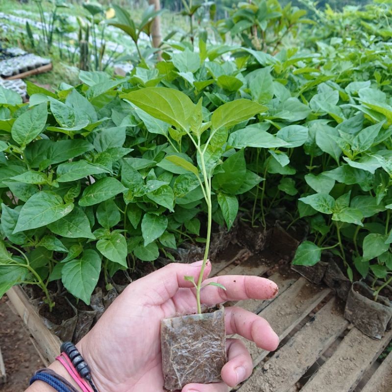 Bibit Cabe Rawit Setan Siap Tanam