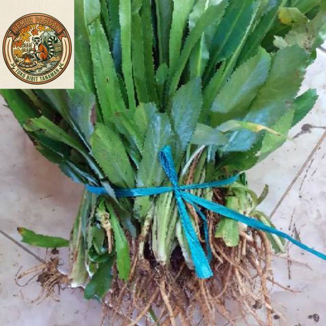 Daun walang sangit fres 1kg