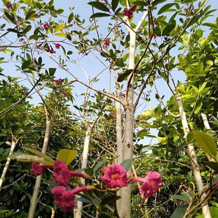 Tanaman Bunga Pohon Tabebuya merah 2 meter