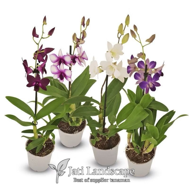 PROMO!!ANGGREK DENDROBIUM DEWASA / BUNGA ANGGREK DENDROBIUM DEWASA