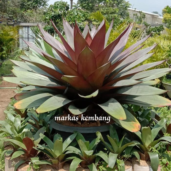 tanaman hias bromelia Giant merah