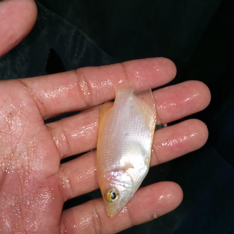 Bibit Ikan Gurame Padang | Ukuran Nyilet