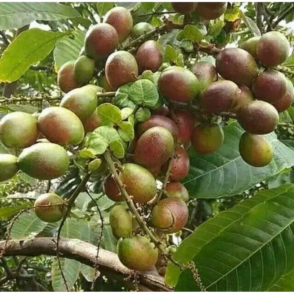 Bibit Matoa Hasil  Seedling siap berbuah berbunga rimbun