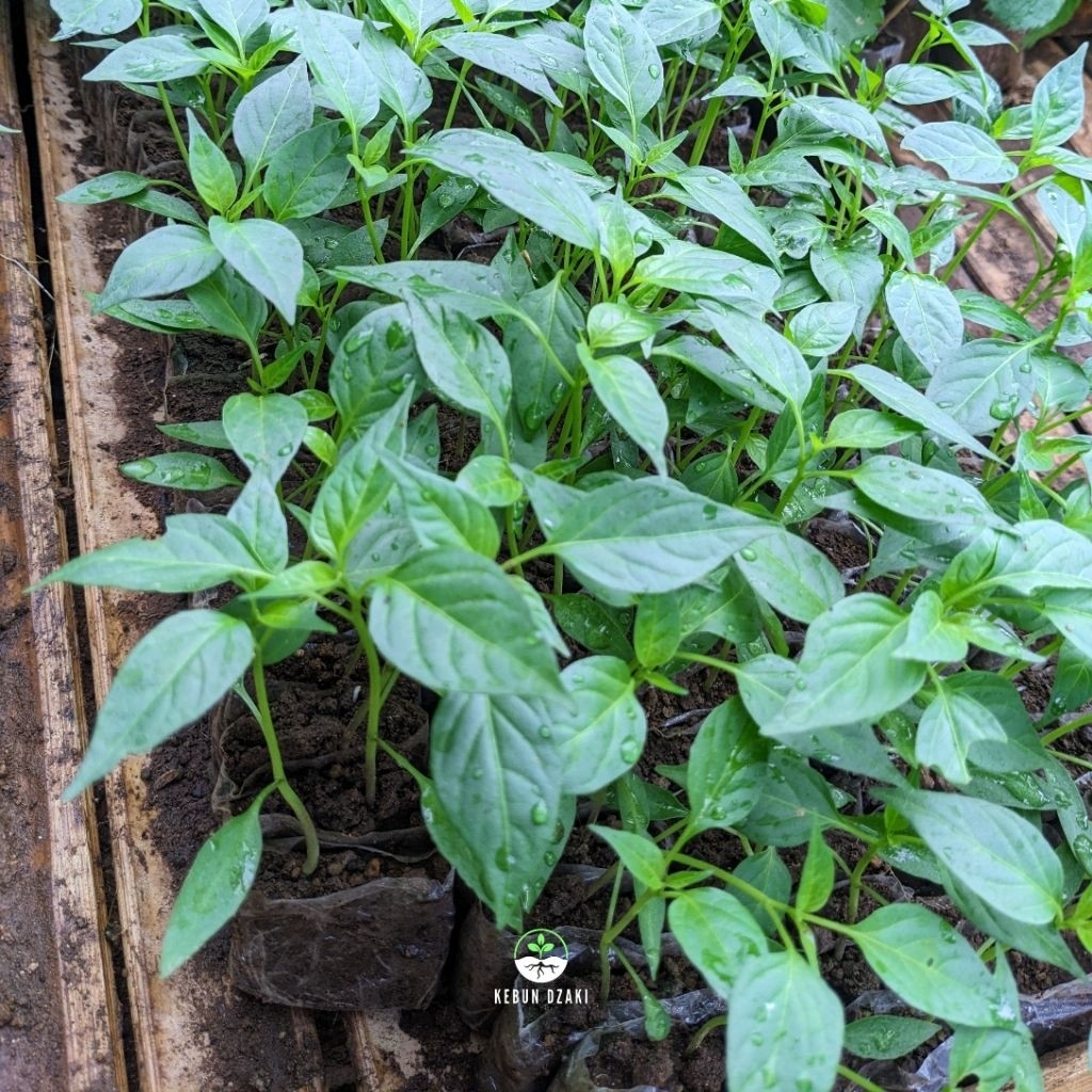 Paket 10 Bibit Cabe Merah Besar Siap Tanam