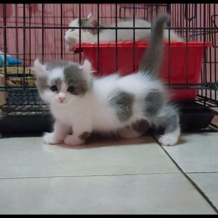 book kucing kitten munchkin