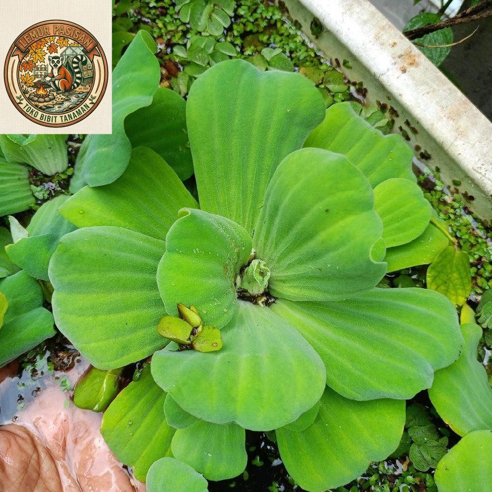 tanaman hias air,apu-apu (pistia stratiotes) tanaman air,apu apu mawar kolam ikan