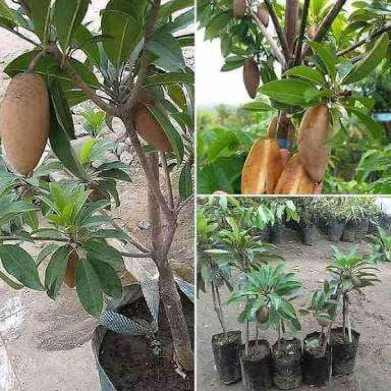 Bibit Tanaman Buah Sawo Mentimun sawo mentimun okulasi Siap Tanam Cepat Berbuah