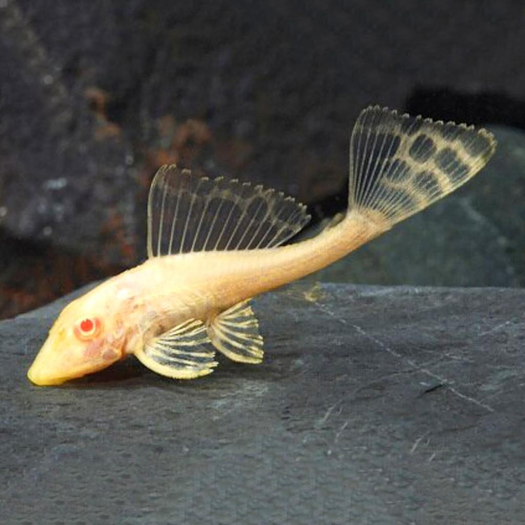 Ikan Gibicep Pleco Gibbiceps Albino Ikan Red Eye L083 | Size Jumbo ± 20cm