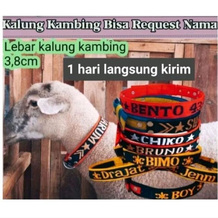 Ready KALUNG KAMBING KONTES SUPER - Kalung + Tali
