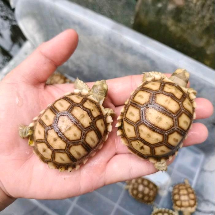 Mainan Sulcata Darat Kura 5-6-7-8 cm - SIZE 5-6 CM