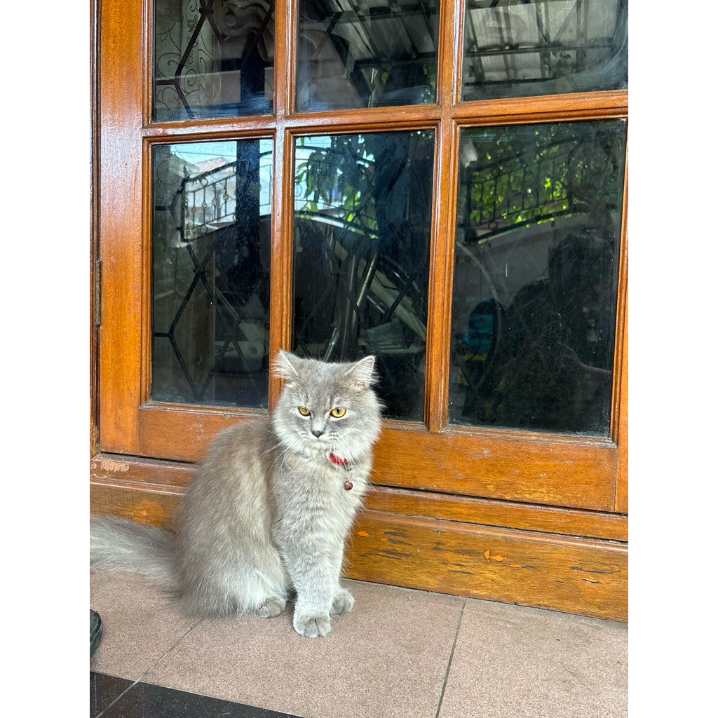 LA Kucing persia jantan abu usia 1 tahun