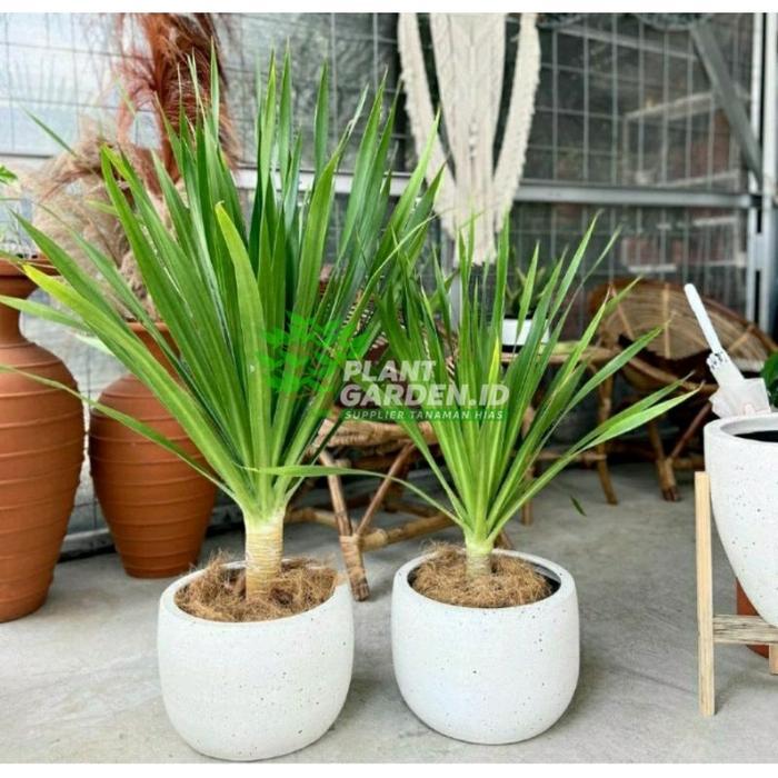 MURAH!!!  bibit pandan bali / tanaman hias pandan bali / pohon pandan bali