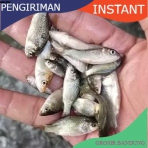 bibit ikan mas ukuran 3  jari per ekor  GROSIR BANDUNG murah bdg