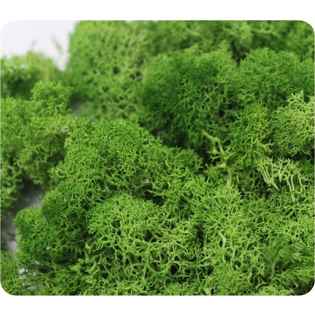 Colorful Y Decoration Home Decor Flower Wedng Micro Landscape Artificial plant Eternal Life Moss Rei
