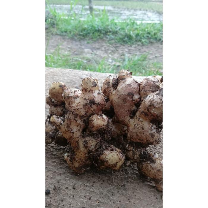 JAHE GAJAH SUPER REMPANG 100g - Jahe Gajah, Jahe gajah