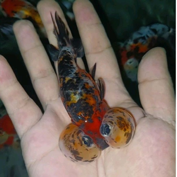 mata balon / ikan mas koki mata balon / bubble eye mata indah kupyur