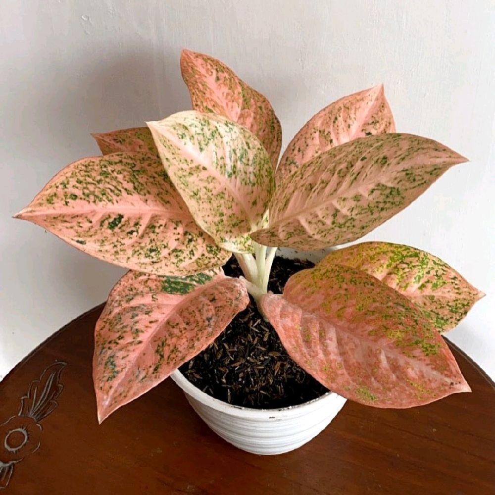 Tanaman Hias Aglonema stardust orange - Aglonema Stardust Orange Termurah