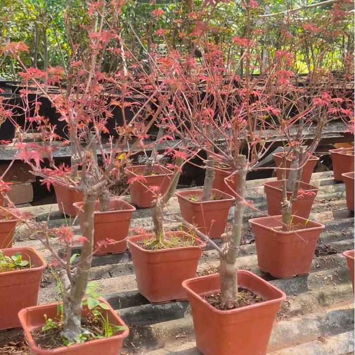 tanaman red maple jepang// pohon red maple